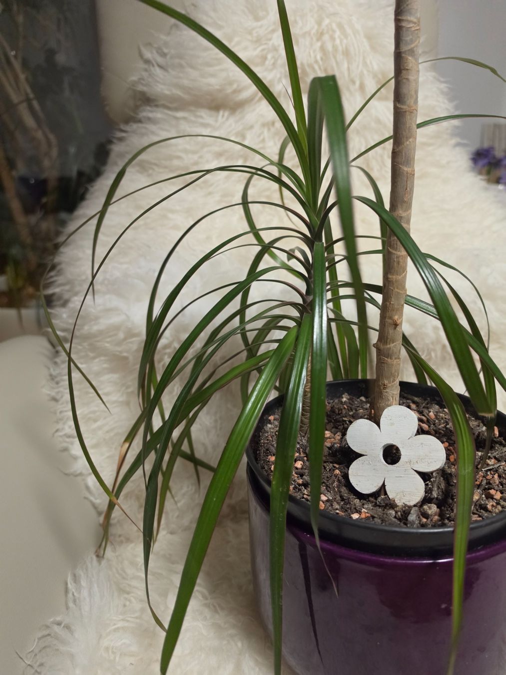 Piante & sementi: Dracaena Marginata Zimmerpflanze / Drachenbaum – Usato da Liestal venduto da Shelby787 4