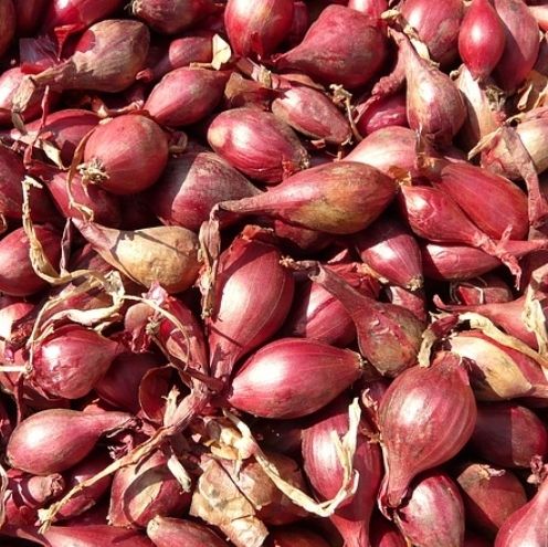 Piante & sementi: 50 Schalotten Samen = Allium ASCALONICUM. – Nuovo e nell'imballaggio originale da Rovio venduto da POSITIFFARTandPLANTS 1