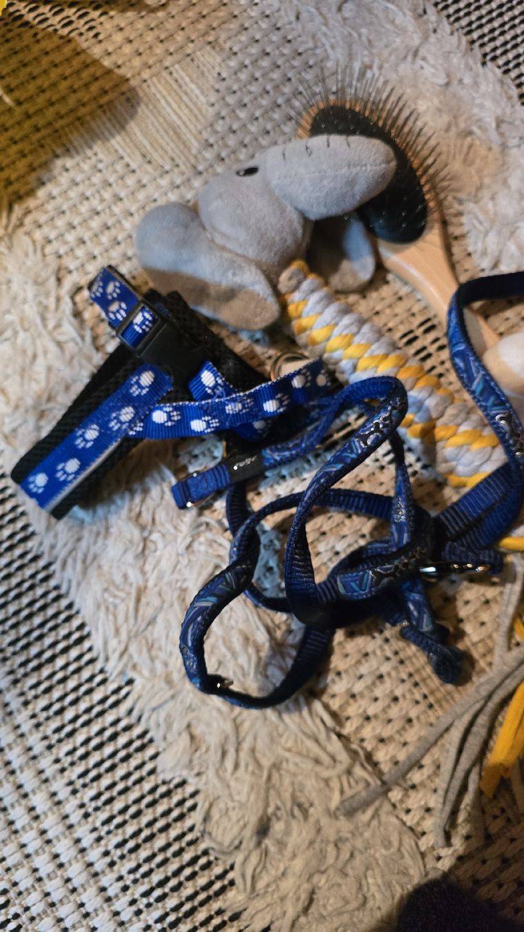 Spielzeuge: hunde Spielzeug  – Gebraucht aus Schiers von ok3232 2