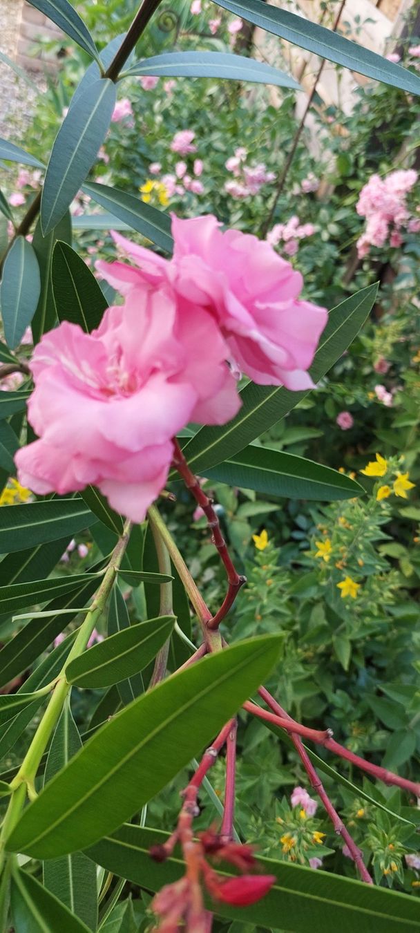 Pflanzen & Samen: Oleander Rosa, Blüten gefüllt – Gebraucht aus Frauenfeld von ma510