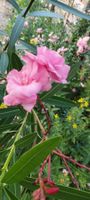 Oleander Rosa, Blüten gefüllt