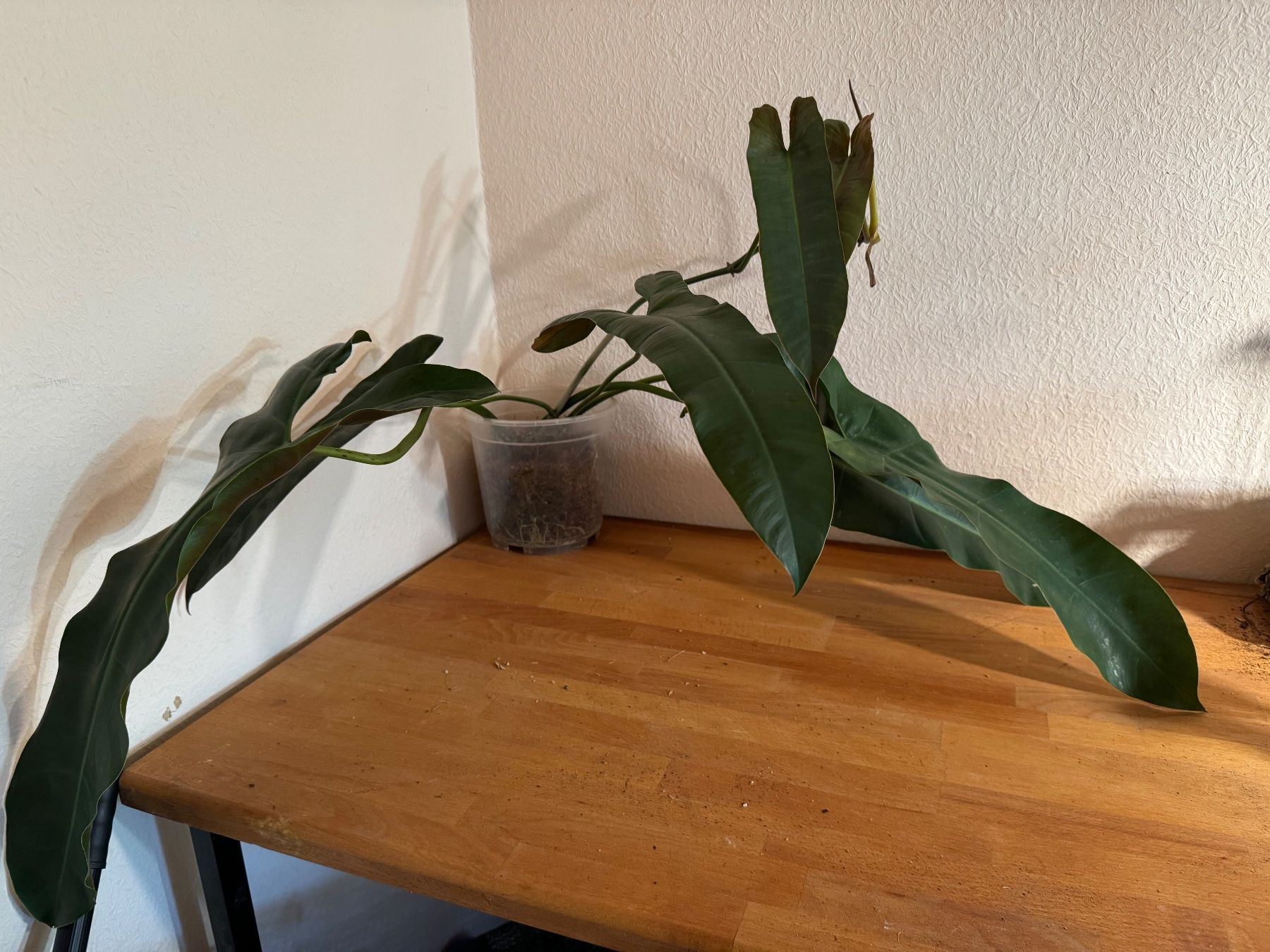 Pflanzen & Samen: XXL Philodendron Atabapoense Steckling – Gebraucht aus Männedorf von mrclst