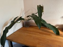 XXL Philodendron Atabapoense Steckling