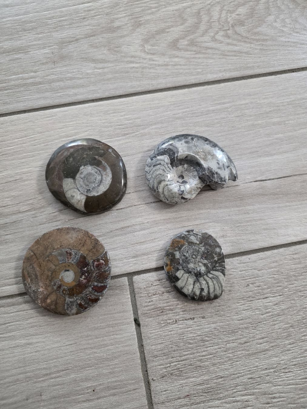Fossili: Vier Ammoniten Fossilien – Usato da Dorf venduto da Echo_Elements 1