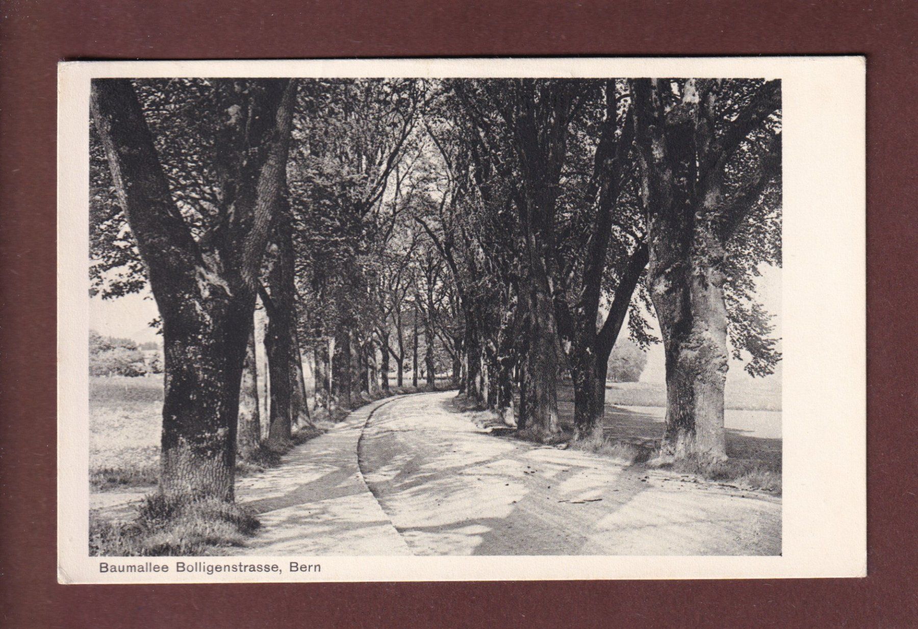 Ansichtskarten: Bern - Baumallee BOLLIGENSTRASSE - 1949 – Gebraucht aus Pully von nicecards-shop