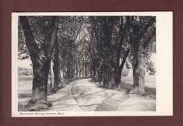 Bern - Baumallee BOLLIGENSTRASSE - 1949