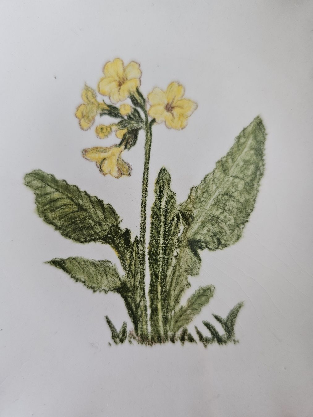 Piatti: Teller mit Frühlingsblume – Usato da Sirnach venduto da pius062 1