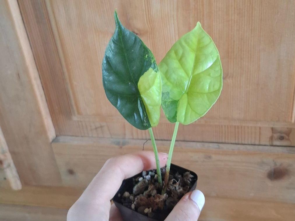 Piante & sementi: Alocasia Sinuata Aurea Variegata – Usato da Hausen AG venduto da Pflaenzlioase