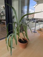 Dracaena / Yucca Palme im Tontopf (Abholung)
