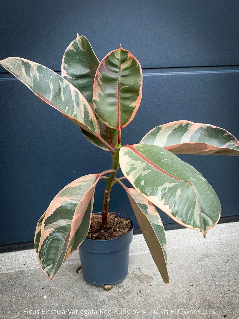 Piante & sementi: Ficus Elastica Variegata Red Ruby - 50-70cm grosses Bäumchen – Nuovo e nell'imballaggio originale da Adliswil venduto da asTOMas963 1