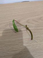 RARE Philodendron Florida Beauty Steckling mit Wurzeln