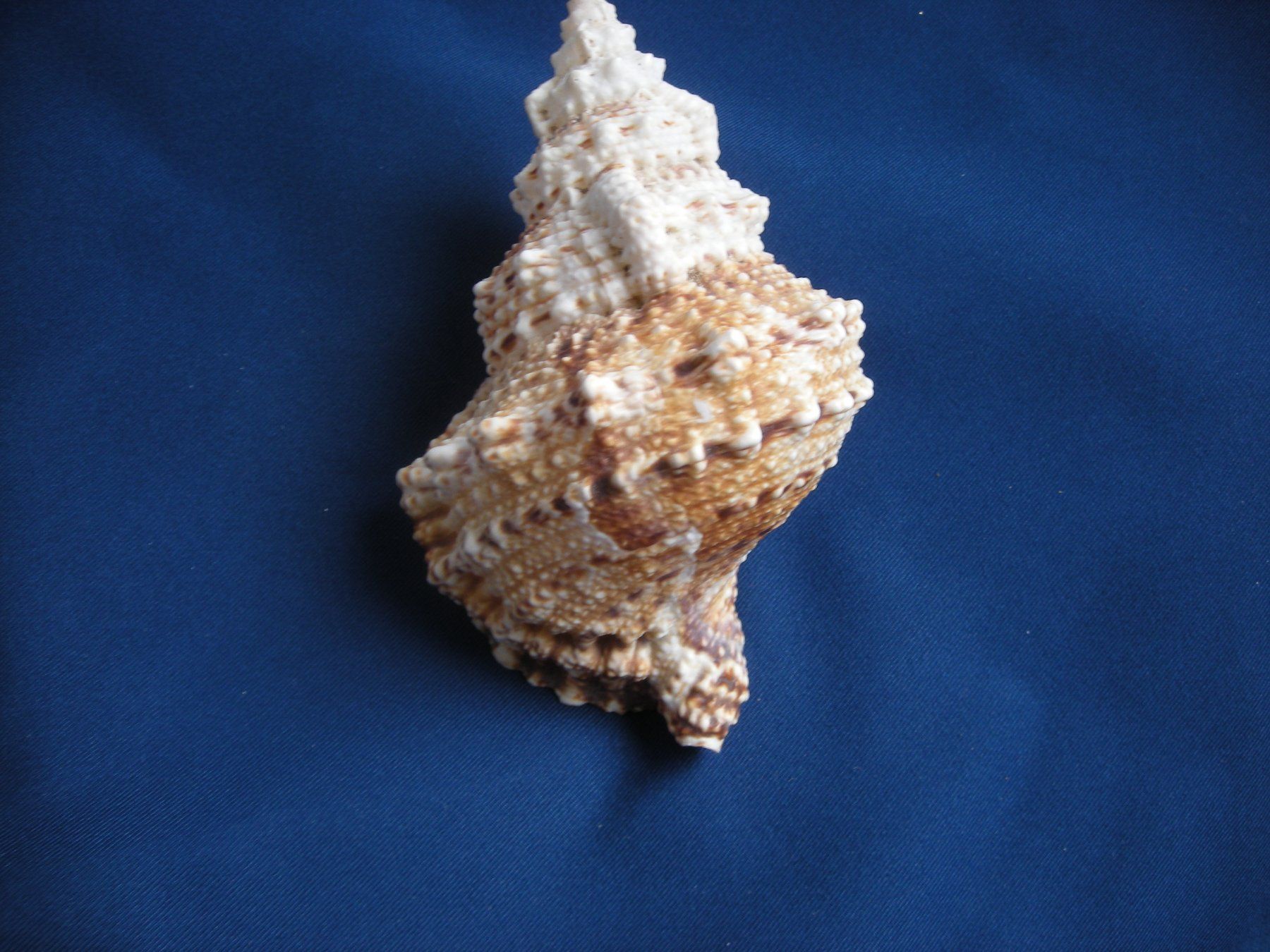 Fossilien: Wunderschöne Muschel Philippinen 8cm – Gebraucht aus Spreitenbach von Sniper8952 3