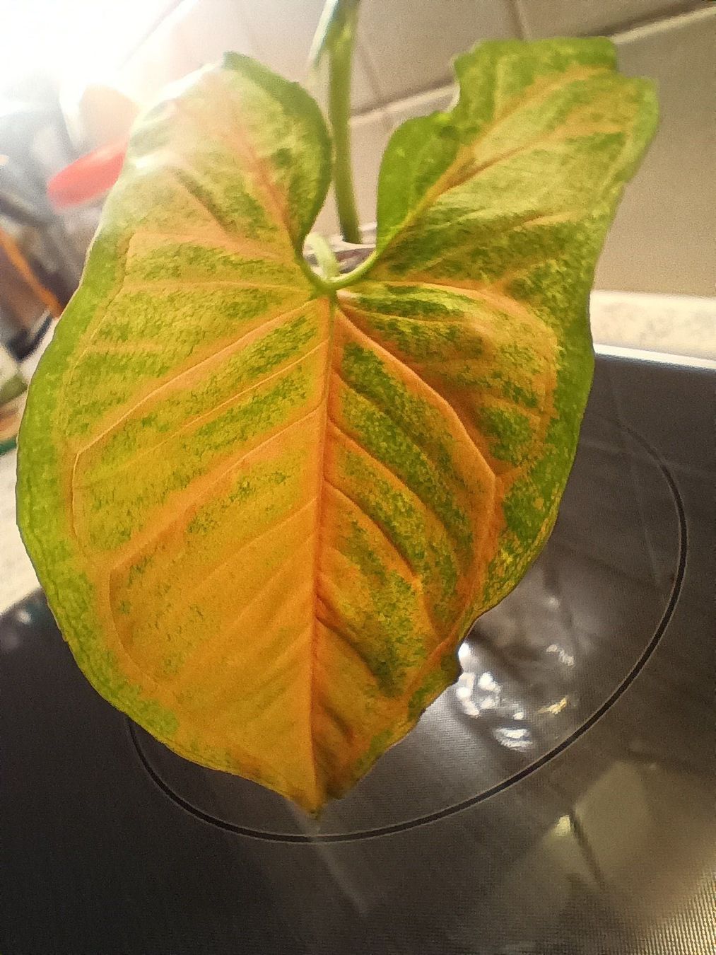Plantes & graines: Syngonium Pflanzen Paket – D'occasion à Neerach par Pudelmax 2