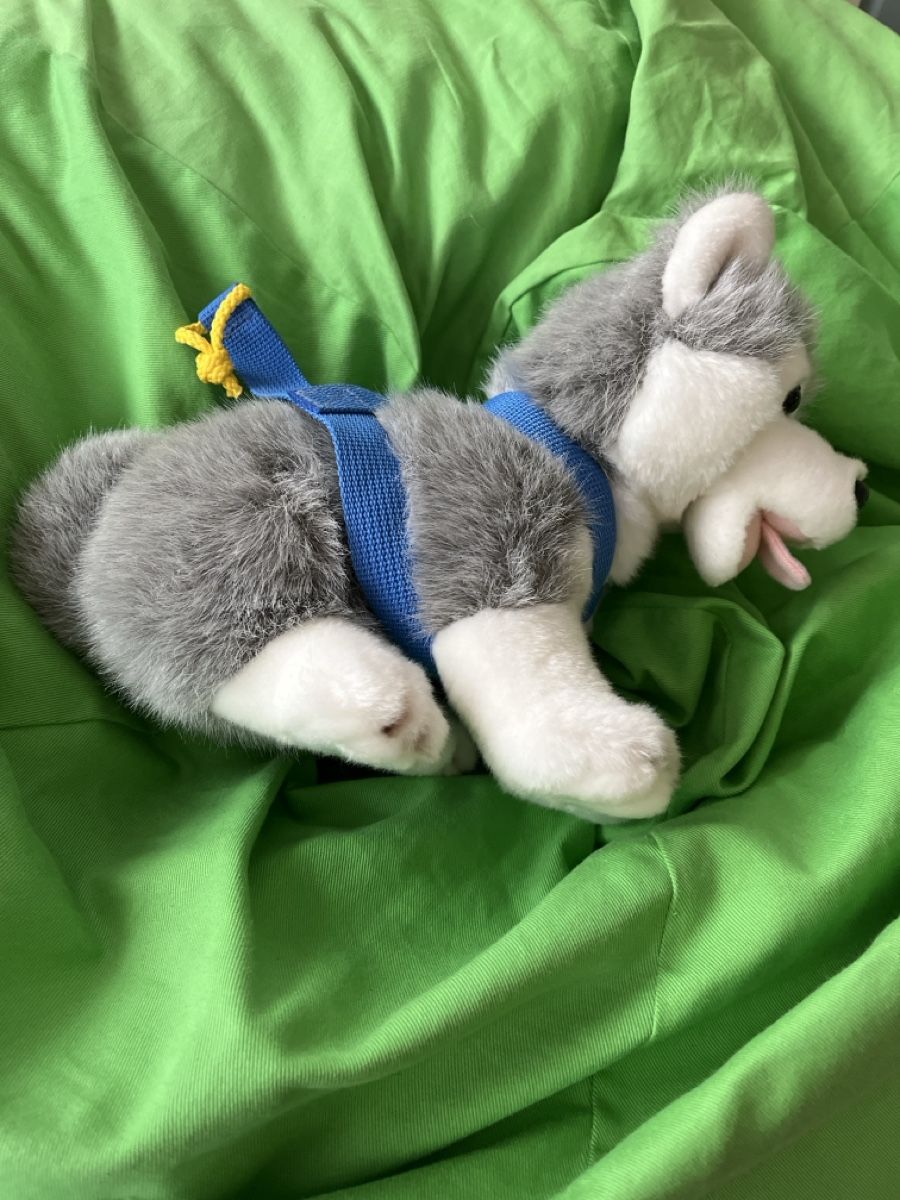 Giocattoli: Plüschtier Husky – Usato da Wiggen venduto da Zauber_fee 1