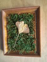 Vergoldetes Ginko Blatt auf Moos, Rahmen