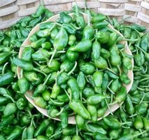 Ab 5.- 20 SAMEN GRAINES‪ SEMI "Pimiento del Padron"‪‪‪