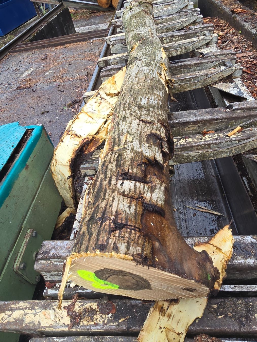 Articoli in legno: Nussbaumstamm Nr.8 – Nuovo (secondo la descrizione) da Ramsei venduto da Waelchris