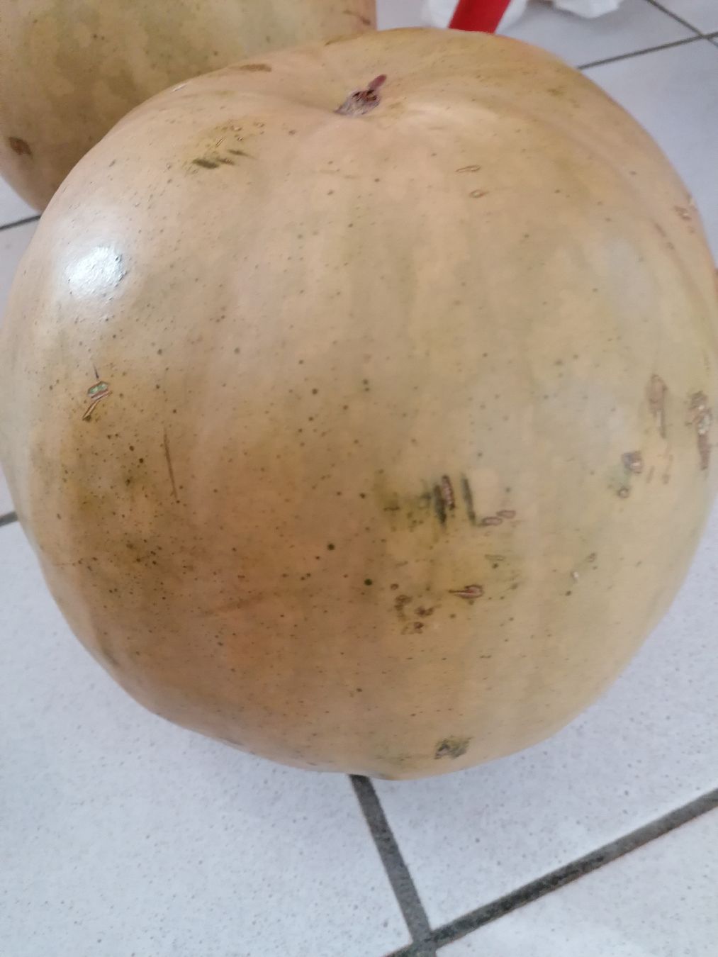 Piante & sementi: 10 Graines melon d'eau (pas pastèque) – Nuovo (secondo la descrizione) da Le Mont-Pèlerin venduto da dundun1