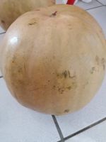 10 Graines melon d'eau (pas pastèque) 