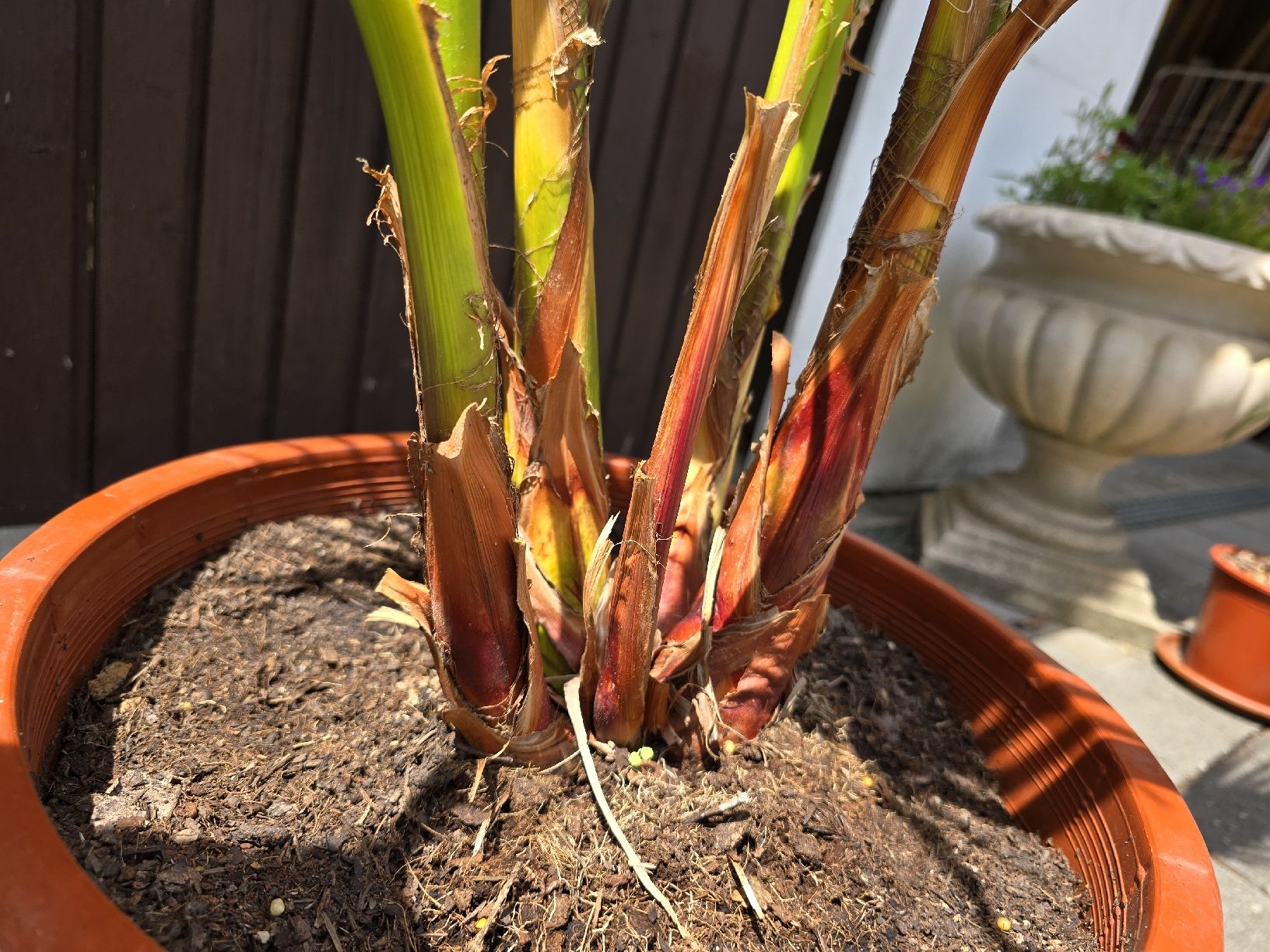 Plantes & graines: Washington robusta Palme – D'occasion à Aarburg par popkorn65 4