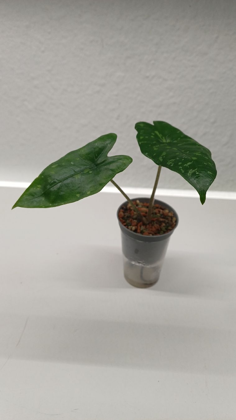 Piante & sementi: Alocasia trio – Usato da Bern venduto da uwi_8t7x 3