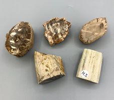 Fossiles Holz - Ästchen und Stämmchen (Set)