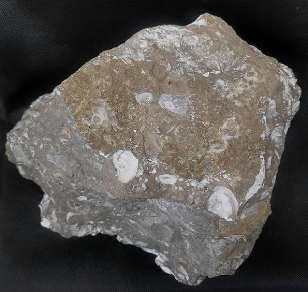 Fossilien: Fossilienkalk – Neu (gemäss Beschreibung) aus Walenstadt von vkt_qc8d 2