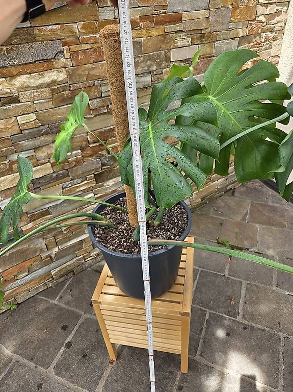 Piante & sementi: Monstera Deliciosa  – Usato da Jona venduto da pau_g7rc 1
