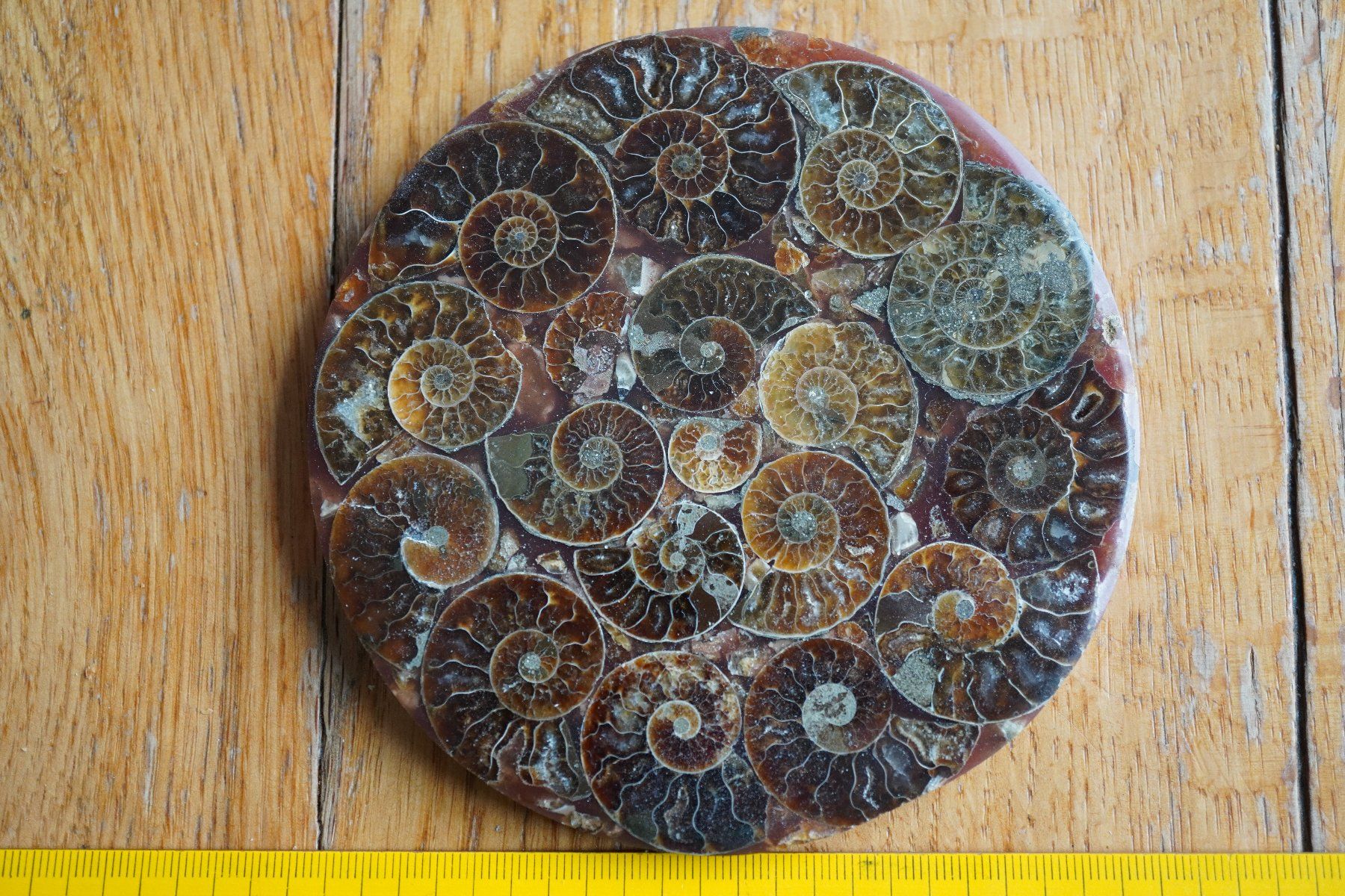 Fossili: Ammonit  Platte      Sammlerstück  ca 11cm  Diverse – Nuovo e nell'imballaggio originale da Eschenbach SG venduto da craniums 4
