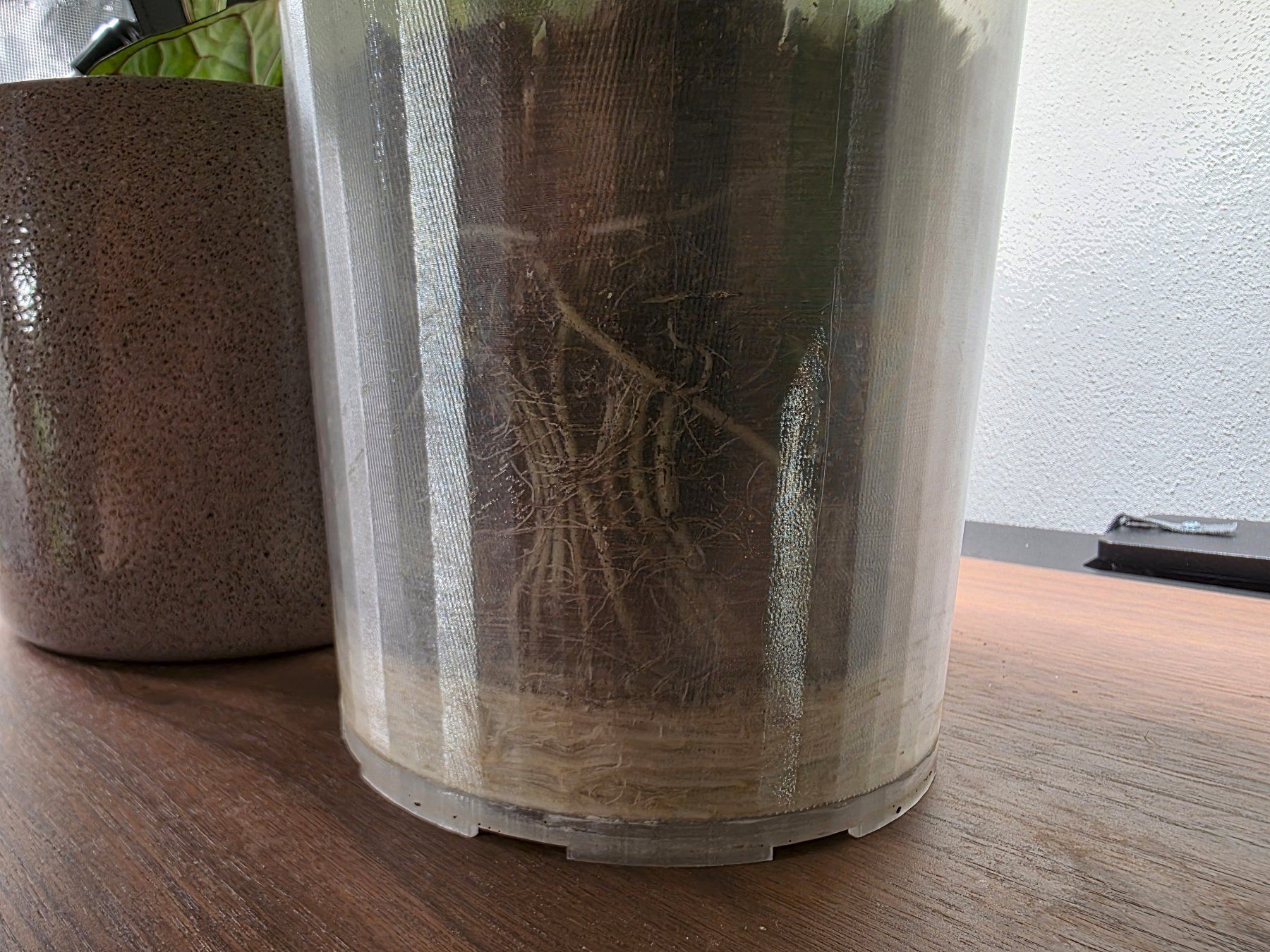 Plantes & graines: Alocasia Dragon scale variegata – D'occasion à Winterthur par jar_w2vp 4