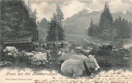 Bündner Alpen (GR) – Viehweide und alpines Leben mucche