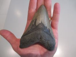 StarRecordsGmbH: Megalodon-Zahn / 11,4 cm / mit Zertifikat