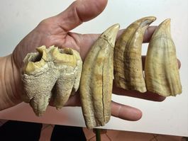 4 Fossil Zähne Knochen Kuriosität