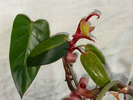 Grosser Philodendron Painted Lady