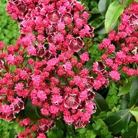 10 samen von KALMIA LATIFOLIA (BERGLAVER) - Dekorativer St