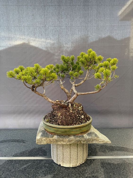 Pinus Mugo Bonsai - 35 - 40 Jahre (Gebraucht) in Degersheim fr CHF 780   nur Abholung auf Ricardo kaufen