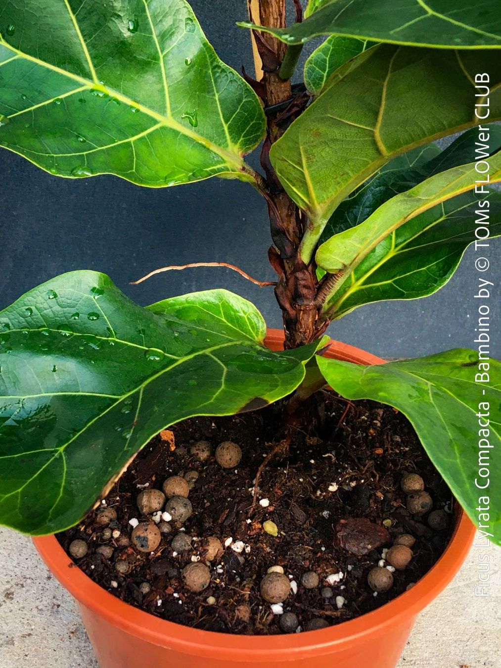 Plantes & graines: Ficus Lyrata Compacta Bambino - stylisches 120cm Bäumchen – Neuf avec emballage d'origine à Adliswil par astom369 5