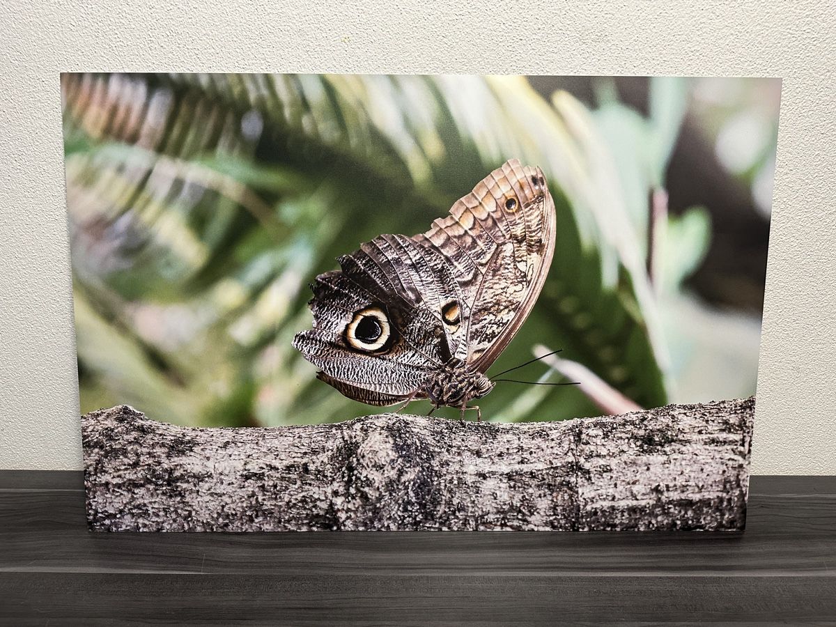 Foto & Immagini: Grossformatiges Schmetterling Bild – Nuovo e nell'imballaggio originale da Aarburg venduto da Tonija