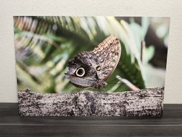 Grossformatiges Schmetterling Bild