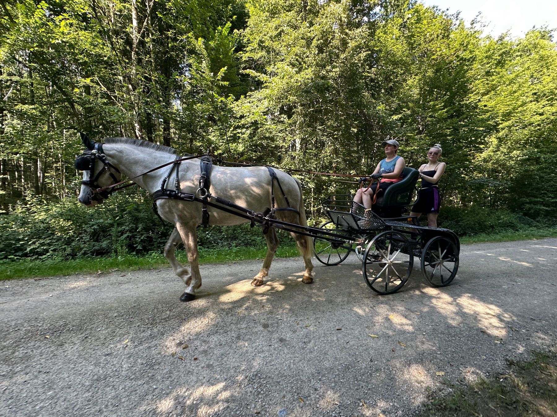 Carrozze: Schöner Einspänner Marathon wagen – Usato da Eglisau venduto da Jel_6bbms 2