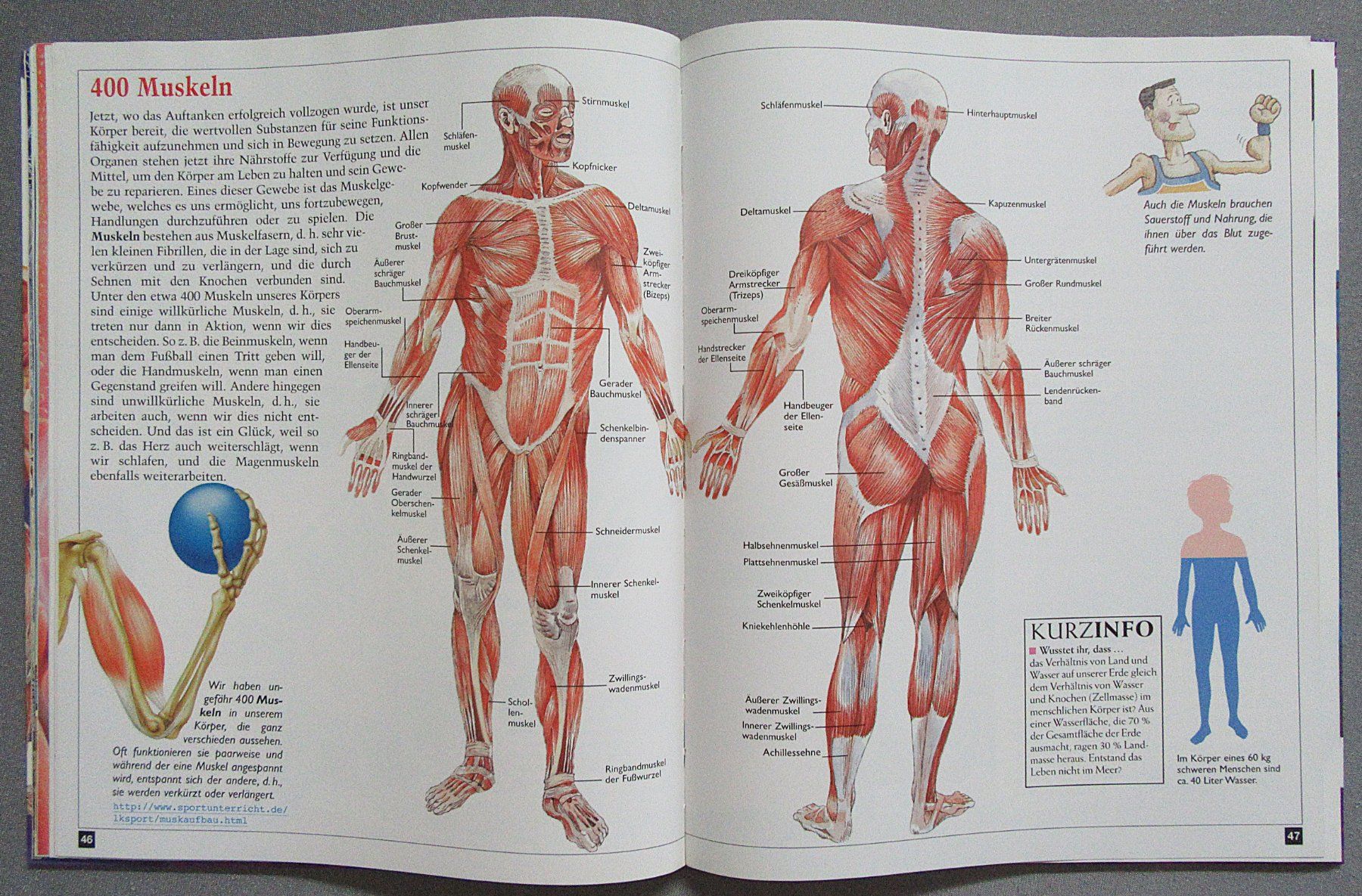 Bücher: Der Körper des Menschen - Eine perfekte Maschine – Gebraucht aus Auenstein von Padabimbim 7