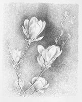 PEINTRE VAUDOIS - Charles Egly - Magnolia