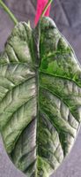 🤩Alocasia Sinuata Albo Variegata Rhizom 