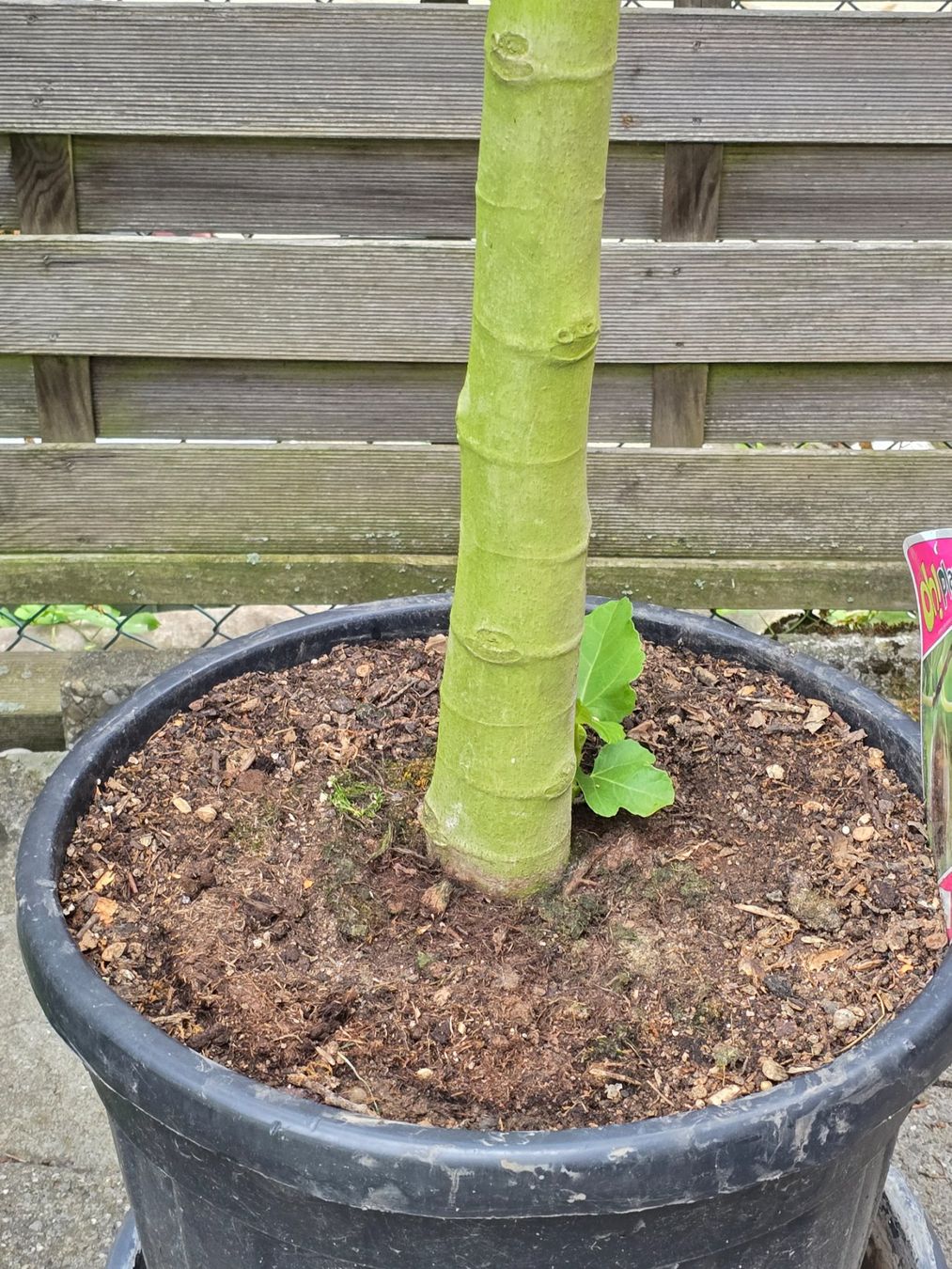 Piante & sementi: Grosser kräftiger Feigenbaum mit Früchten – Usato da Aarburg venduto da popkorn65 3