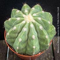Melocactus Maxonii Inermis - nahezu dornenloser Melocactus