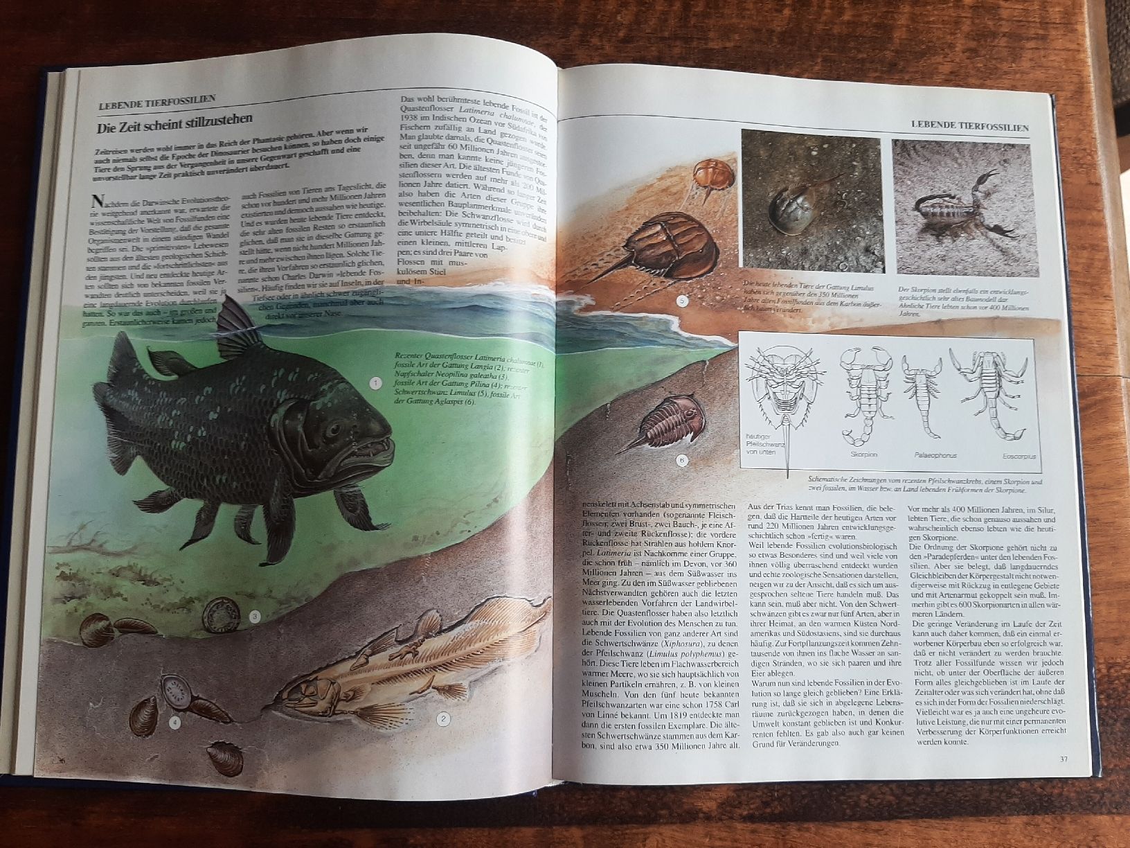 Libri: Fossilien der Urzeit Erdgeschichte – Usato da Rickenbach BL venduto da Oktober68 2