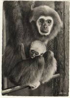 ZÜRICH Zoo, Gibbon mit Jungem