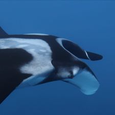 Profile image of rockymanta