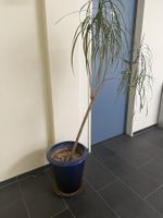 Blaue Vase / Übertopf (inkl. Pflanze)