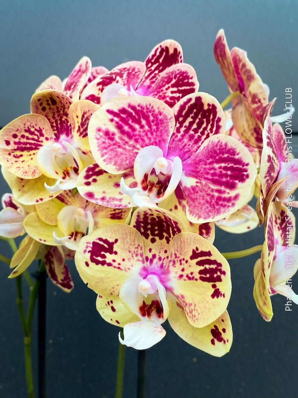 Piante & sementi: Phalaenopsis Optistar Spears - Orchidee mit modernen Blüten – Nuovo e nell'imballaggio originale da Adliswil venduto da TAKEYOURPLANT 4